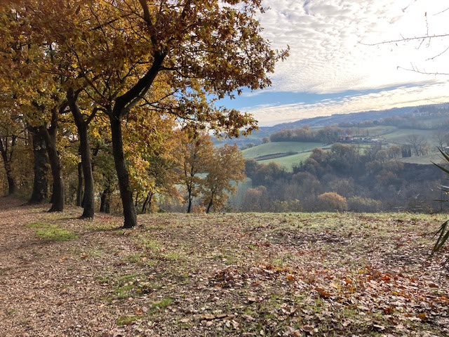 Vendesi a 3 Km dal centro storico di Urbino terreno edificabile già urbanizzato - immagine 2