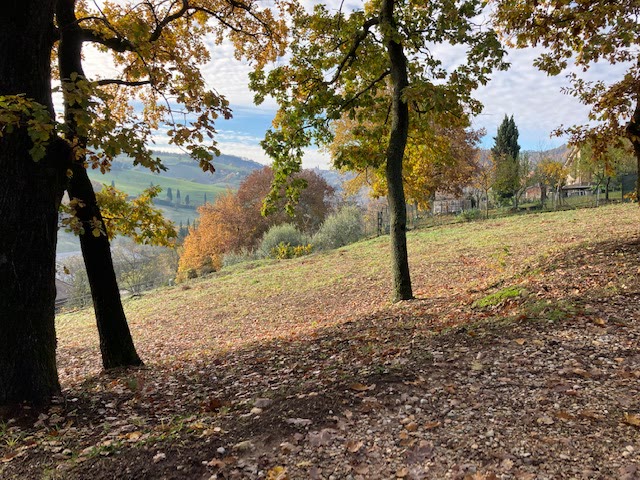 Vendesi a 3 Km dal centro storico di Urbino terreno edificabile già urbanizzato - immagine 3